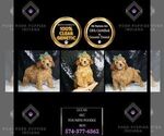Small Photo #65 Poodle (Toy) Puppy For Sale in WARSAW, IN, USA