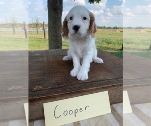 Cavapoo Puppy for sale in GRABILL, IN, USA