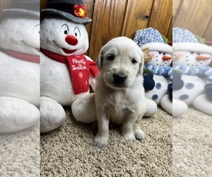 Golden Retriever Puppy for sale in NEOLA, WV, USA