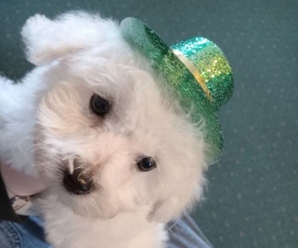 Full screen Photo #2 Bichon Frise Puppy For Sale in TORONTO, OH, USA