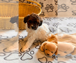 Puppy Puppy 5 SHYLO Poochon