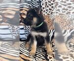 Puppy 7 Belgian Malinois-Siberian Husky Mix