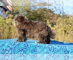 Small #39 ShihPoo