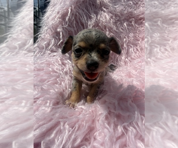 Medium Photo #11 Chihuahua Puppy For Sale in SHERMAN, TX, USA