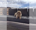 Puppy 10 Golden Retriever