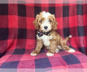 Cavapoo Puppy for sale in LAKELAND, FL, USA