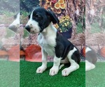 Small Photo #4 Great Dane Puppy For Sale in CARTHAGE, TX, USA