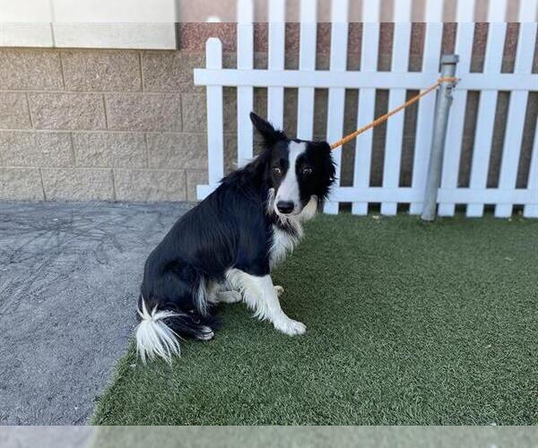 Medium Photo #1 Border Collie Puppy For Sale in Modesto, CA, USA