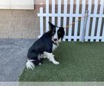 Small Border Collie