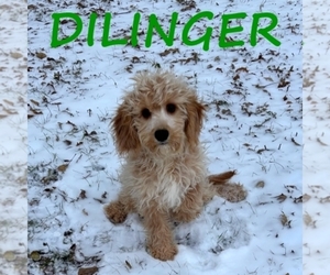 Cavapoo Puppy for sale in HARTLAND, MN, USA