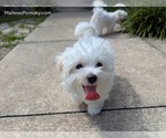 Small #4 Maltese