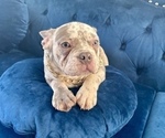 Small Photo #2 French Bulldog Puppy For Sale in DETROIT, MI, USA