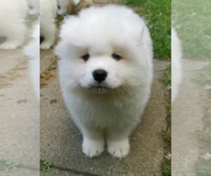 Samoyed Puppy for sale in CHULA VISTA, CA, USA
