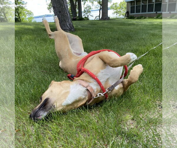 Medium Photo #10 Mutt Puppy For Sale in Fargo, ND, USA