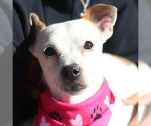 Mutt Dogs for adoption in San Antonio, TX, USA