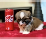 Small Photo #14 Shih Tzu Puppy For Sale in BUFORD, GA, USA