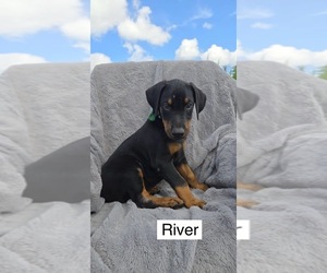Doberman Pinscher Puppy for sale in POMEROY, OH, USA