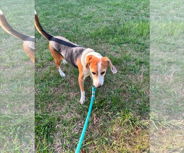Medium Photo #6 Beagle Puppy For Sale in Rustburg, VA, USA