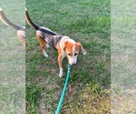 Small #5 Beagle
