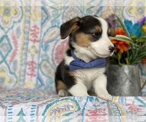 Pembroke Welsh Corgi Puppy for sale in LANCASTER, PA, USA