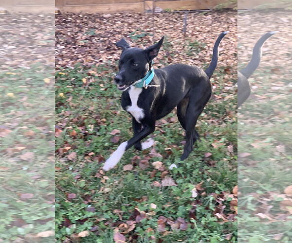 Medium Photo #7 Labrador Retriever-Unknown Mix Puppy For Sale in Sandy, UT, USA