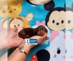 Small Photo #1 Dachshund Puppy For Sale in WINNSBORO, LA, USA