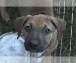Small #1 Boxer Mix