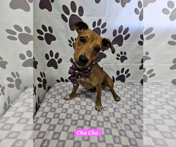 Medium Photo #1 Rat Terrier-Unknown Mix Puppy For Sale in Metairie, LA, USA