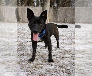 Labrador Retriever-Unknown Mix Dogs for adoption in Dedham, MA, USA