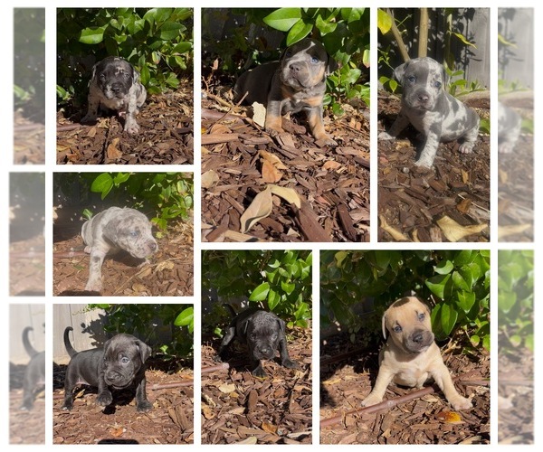 Medium Photo #1 American Bully-American Pit Bull Terrier Mix Puppy For Sale in MURRIETA, CA, USA