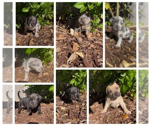 American Bully-American Pit Bull Terrier Mix Puppy for sale in MURRIETA, CA, USA