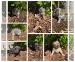 Image preview for Ad Listing. Nickname: Puppys
