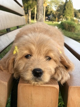 Medium Photo #4 Goldendoodle Puppy For Sale in LAKELAND, FL, USA