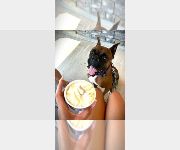 Medium Photo #1 Boxer Puppy For Sale in Austin, TX, USA
