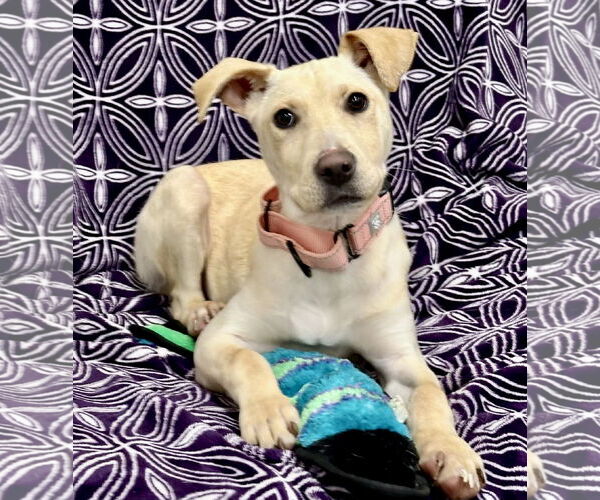 Medium Photo #1 Mutt Puppy For Sale in Rockaway, NJ, USA