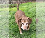Small #4 Dachshund