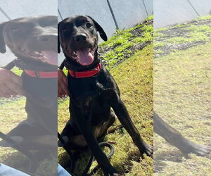 Miranda - Female Labrador Retriever-Unknown Mix Dog for Adoption - Photo #14