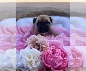 French Bulldog Puppy for sale in MILLERSBURG, OH, USA