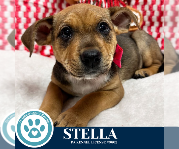 Medium Photo #4 Carolina Dog-Unknown Mix Puppy For Sale in Kimberton, PA, USA