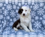 Small #3 Miniature Australian Shepherd