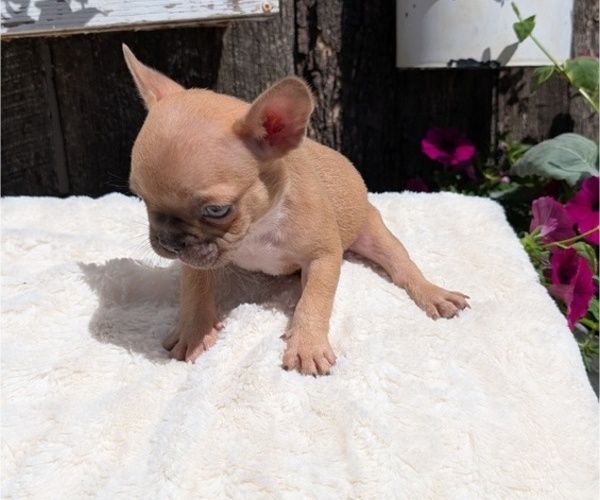 Medium Photo #39 French Bulldog Puppy For Sale in GOSHEN, IN, USA