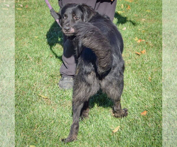 Medium Photo #5 Great Pyrenees-Unknown Mix Puppy For Sale in Huntley, IL, USA