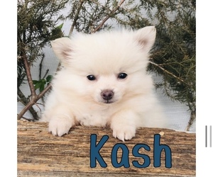 Pomeranian Puppy for Sale in STERLING HEIGHTS, Michigan USA