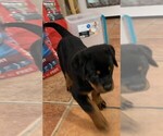 Small Photo #2 Rottweiler Puppy For Sale in AVONDALE, AZ, USA