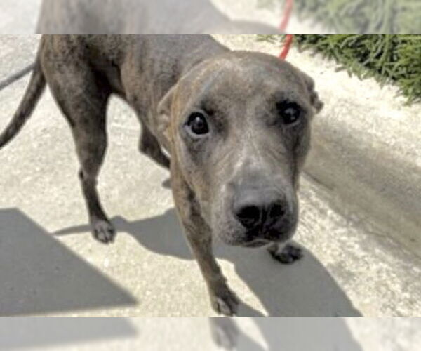 Medium Photo #2 American Pit Bull Terrier-Unknown Mix Puppy For Sale in Houston, TX, USA