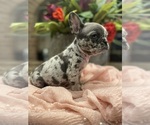 Small #2 French Bulldog