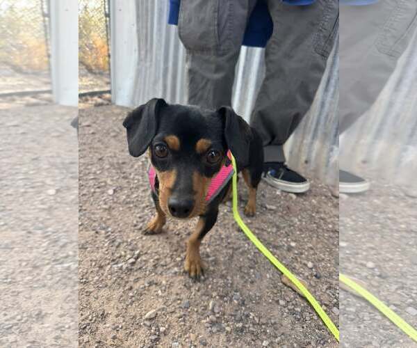 Medium Photo #6 Dachshund-Unknown Mix Puppy For Sale in Williamsburg, NM, USA