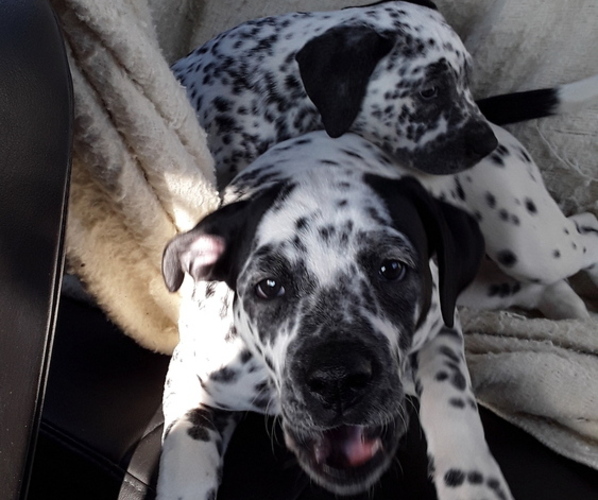 Medium Photo #1 American Bulldog-Bullmatian Mix Puppy For Sale in PIGEON, MI, USA