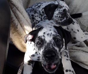 American Bulldog-Bullmatian Mix Puppy for sale in PIGEON, MI, USA