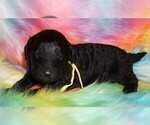 Small Photo #2 Labradoodle Puppy For Sale in LA HABRA, CA, USA